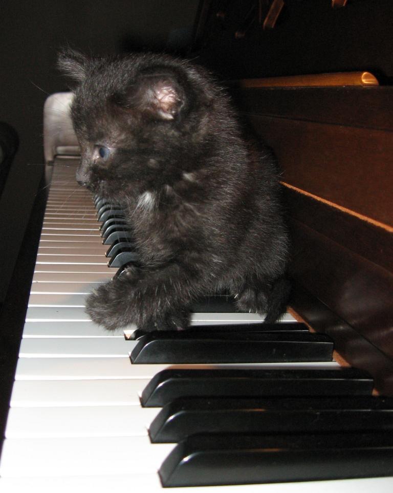 Kitten checks out piano for the first time