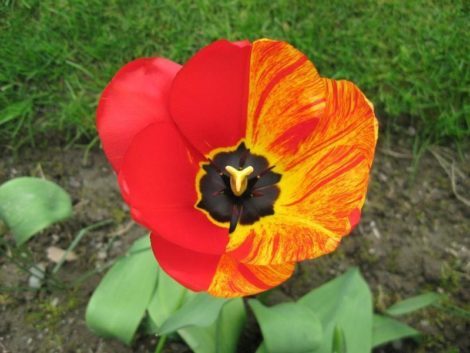 Unusual half and half tulip