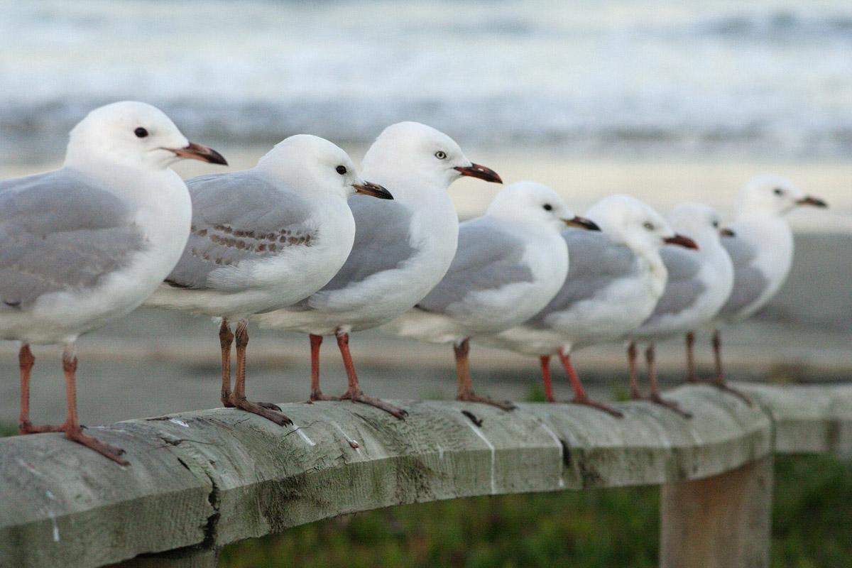 Seven Seagulls all in a row