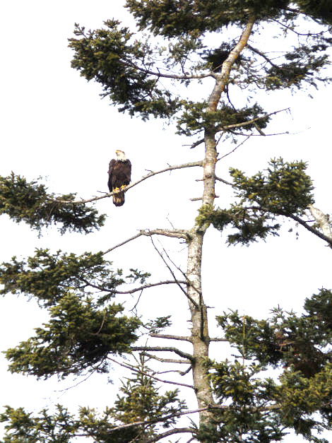 American Bald Eagle in tree