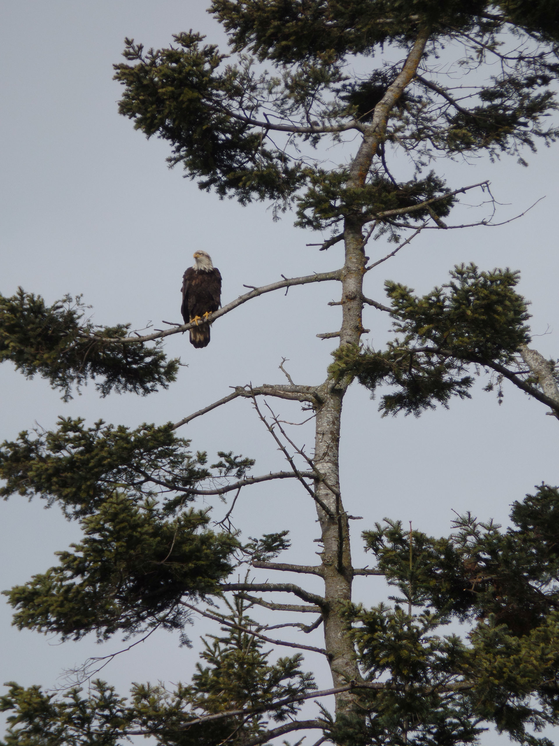 American Bald Eagle in tree
