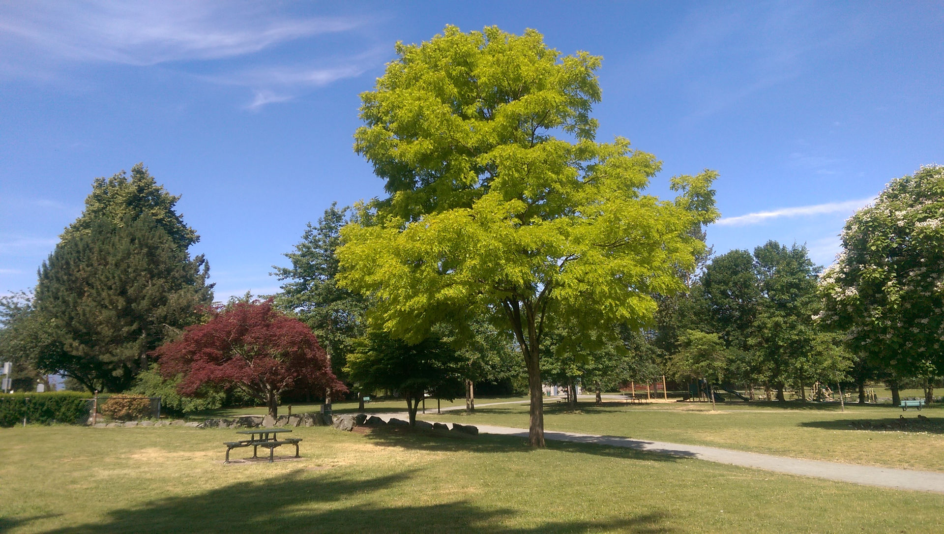 Brilliant Green Oak Tree