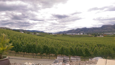 Vineyard at Adega Estate Winery