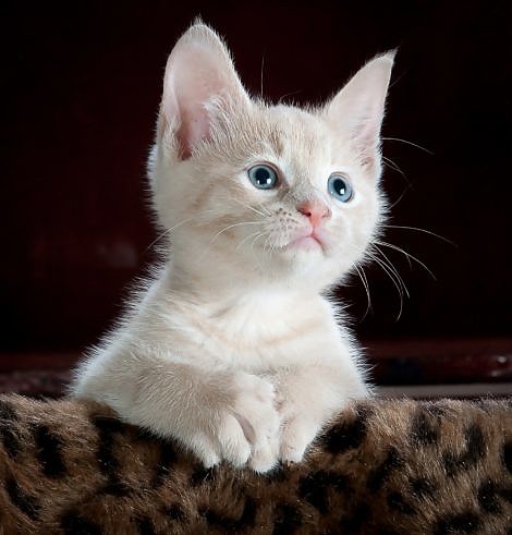 Adorable Blue Eyed Kitten