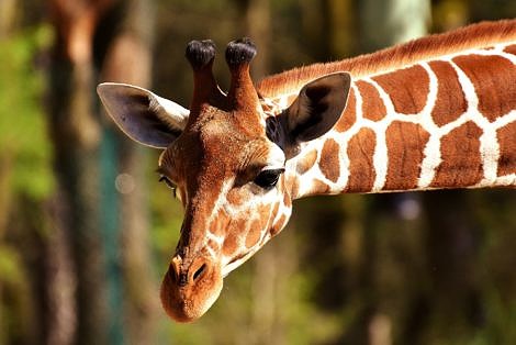 African Giraffe up close