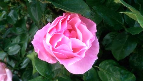 Close-up of a beautiful pink rose