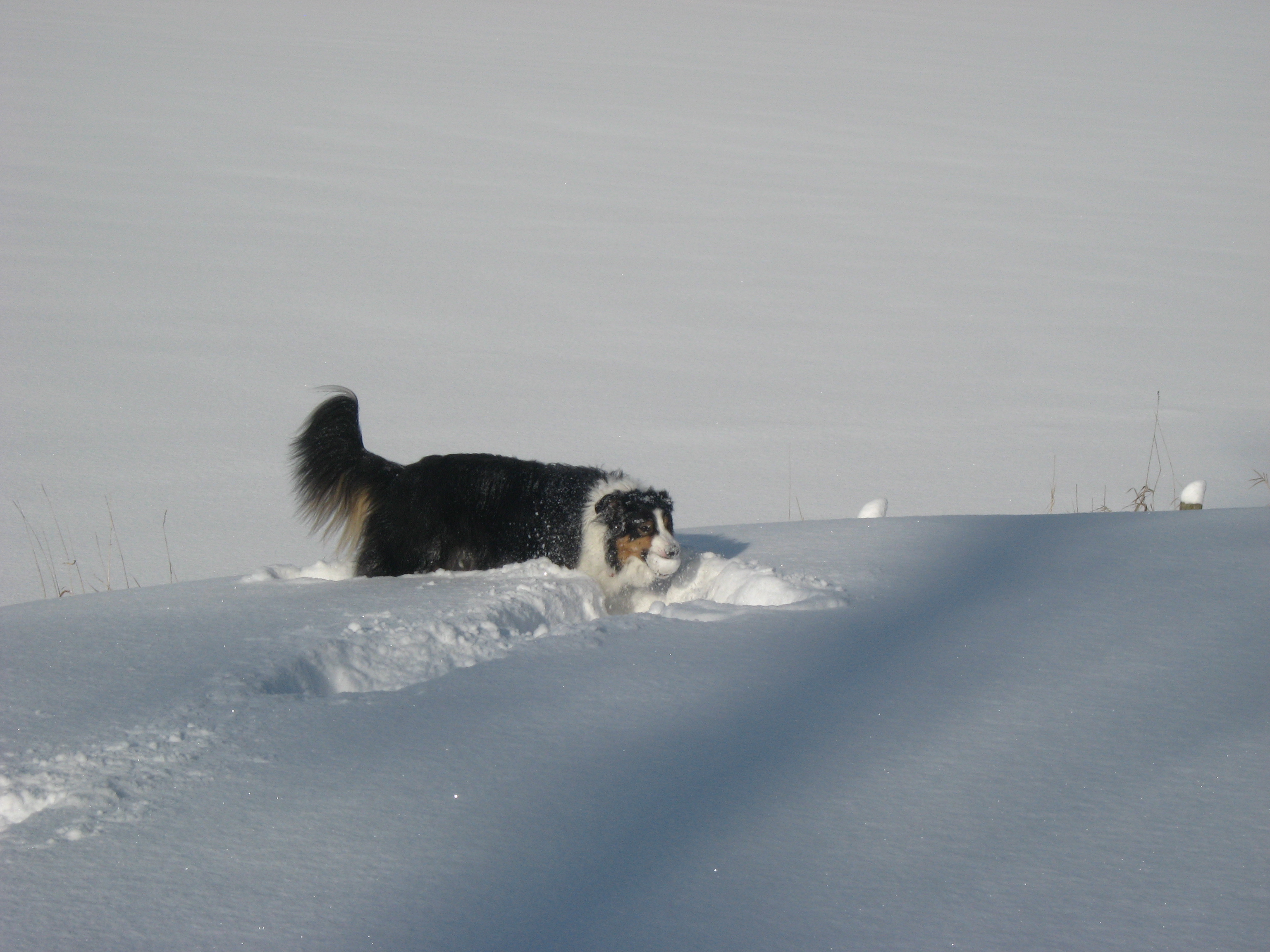 Border Collie Playing with a Snowball