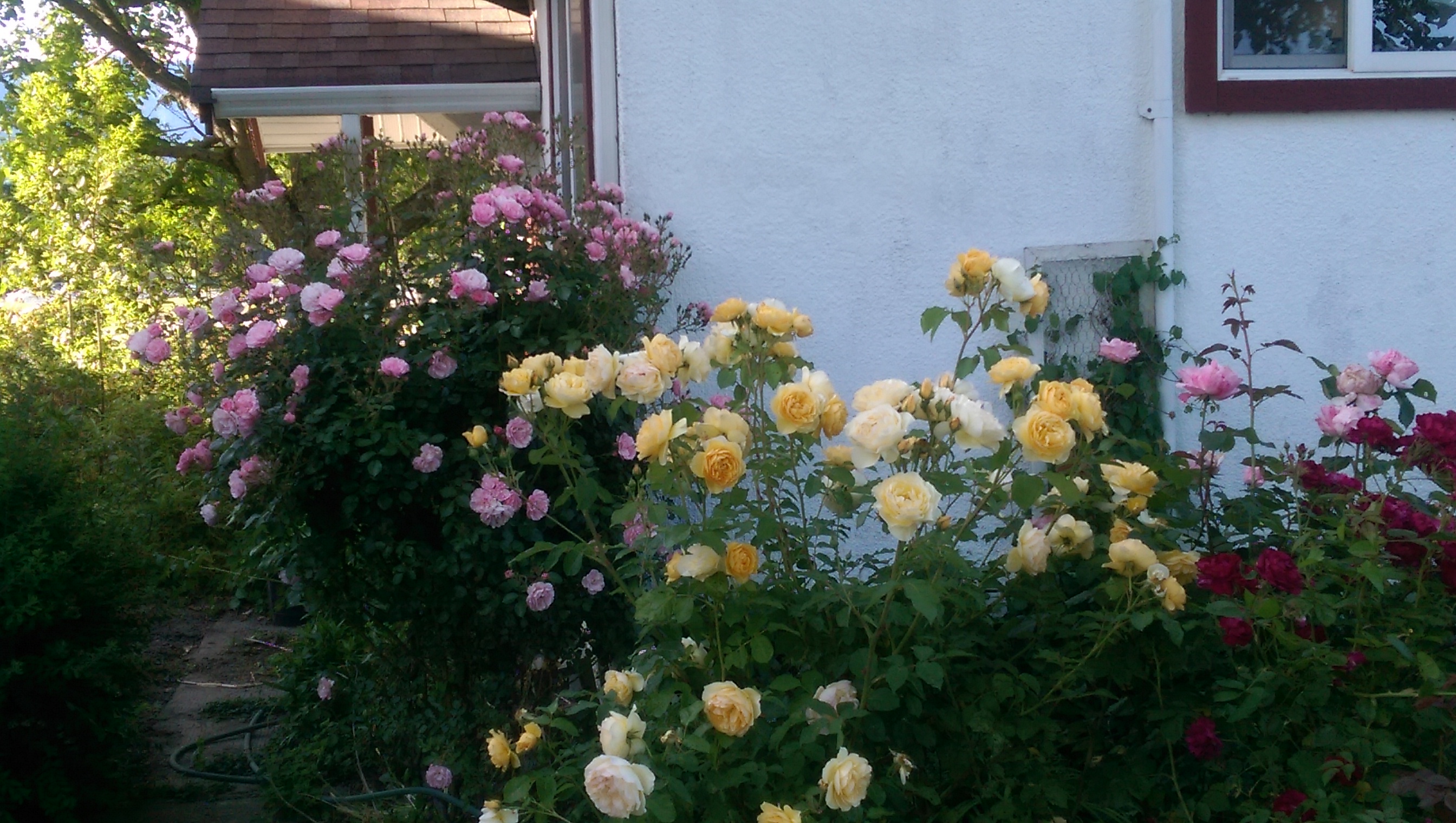 Country rose garden