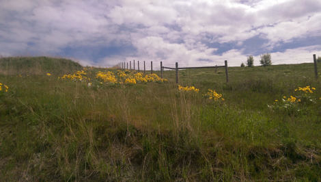 flowers on the hillside