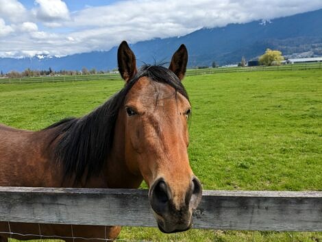This friendly horse came up to visit me at the fence at a rural farm in Chilliwack BC.
