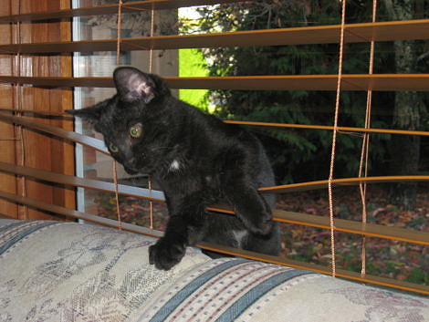 Black Kitten Playing in the Window Blind