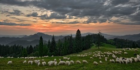 Sheep Grazing in the Mountains at Sunset
