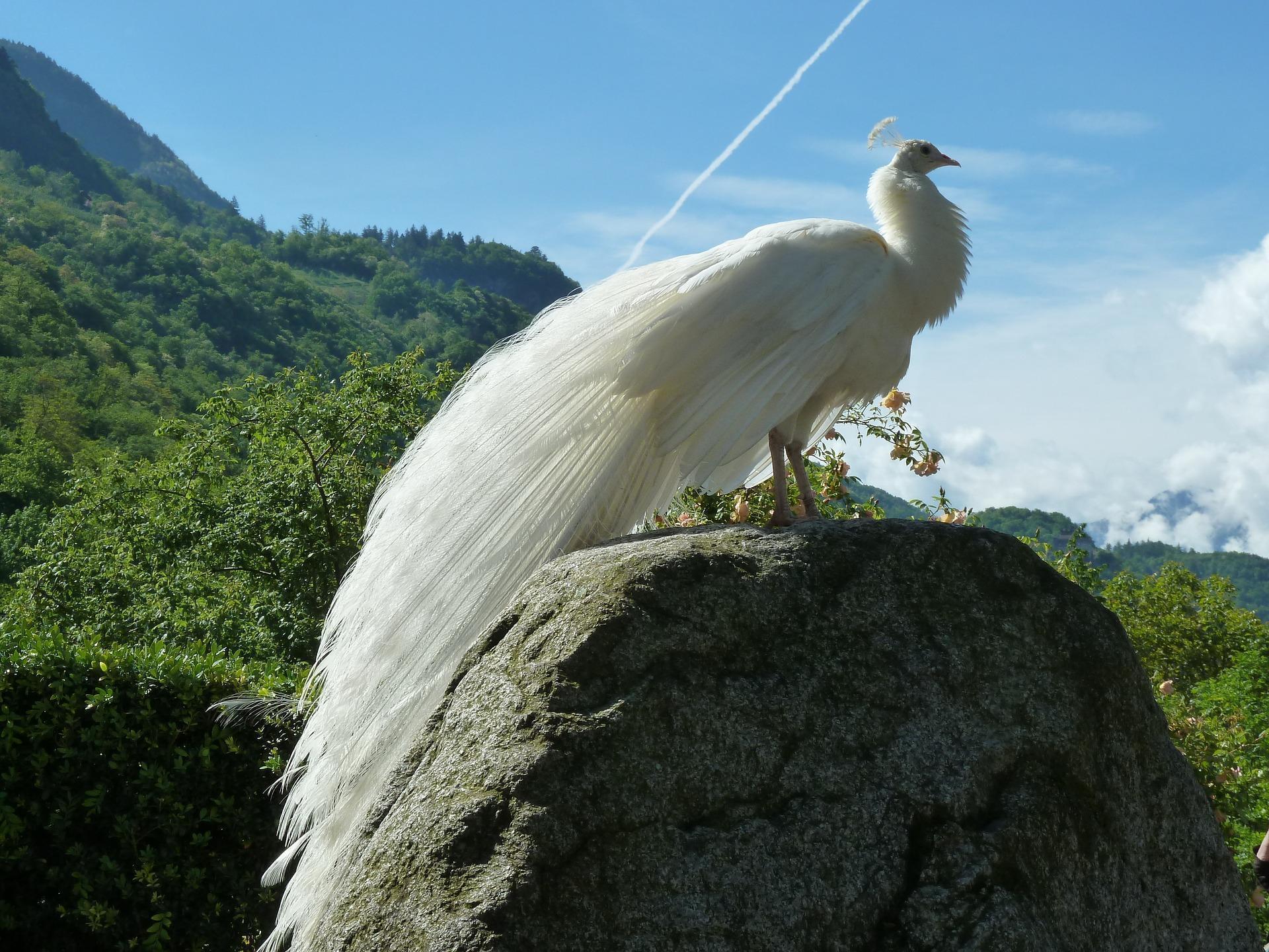 Stunning White Peacock