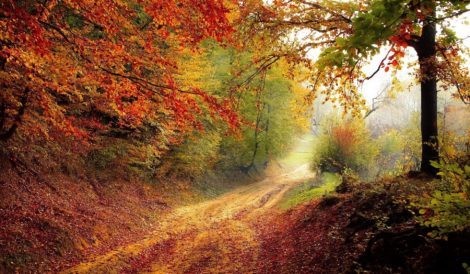 Surreal Autumn - Dirt Road on a misty morning