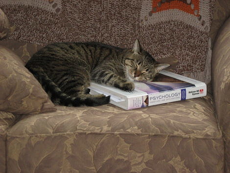 Tabby Cat Learns While Sleeping