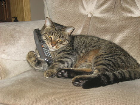 Tabby Cat on the Phone