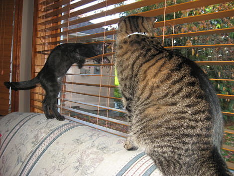 Black kitten showing off to older Tabby cat